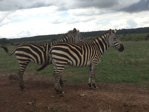 Auf Safari im Nairobi Nationalpark. Foto: SJ