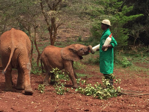 Elephant Orphanage in Nairobi. Foto: SJ.