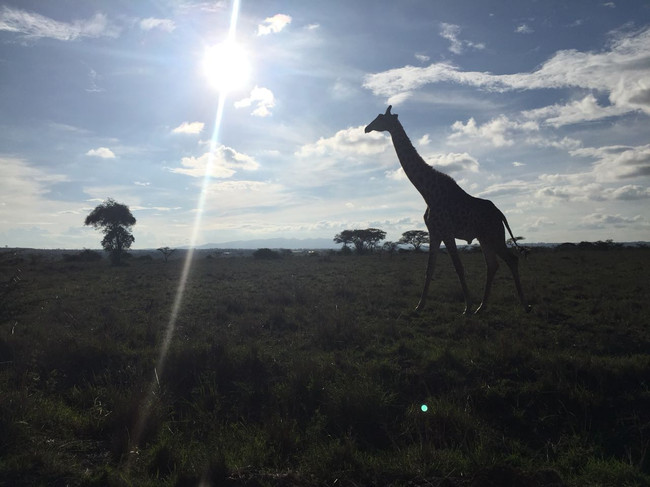 Auf Safari im Nairobi Nationalpark. Foto: SJ.