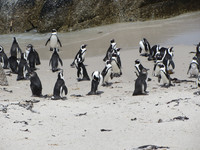 Pinguine am Kap der Guten Hoffnung. Foto: Kirchenmusik der EKBO.